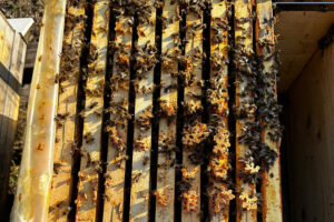 Bienenvolk mit Nest im Februar