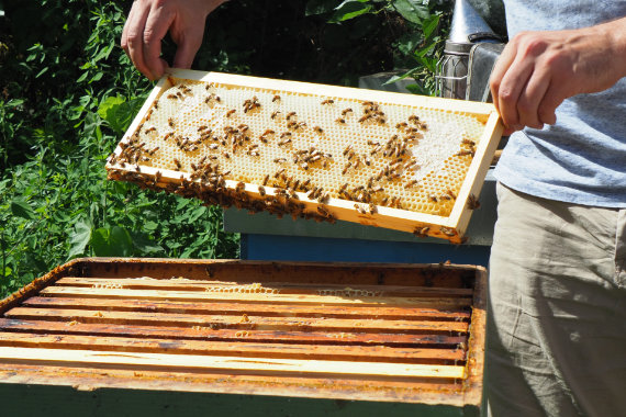Imker zeigt Honigrahmen