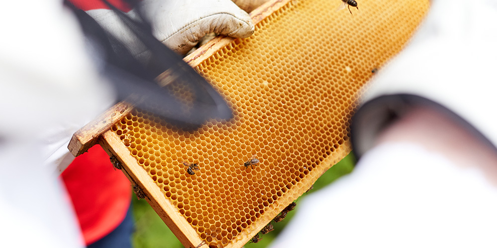 Imker hält Wabenrahmen in den Händen